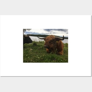 Scottish Highland Cattle Bulls 2038 Posters and Art